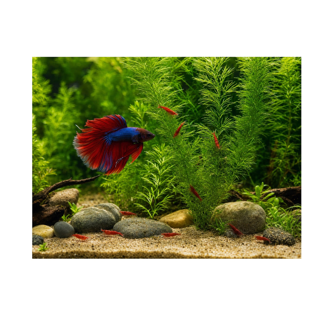 Hornwort (Ceratophyllum demersum) – Fast Growing Algae Fighter