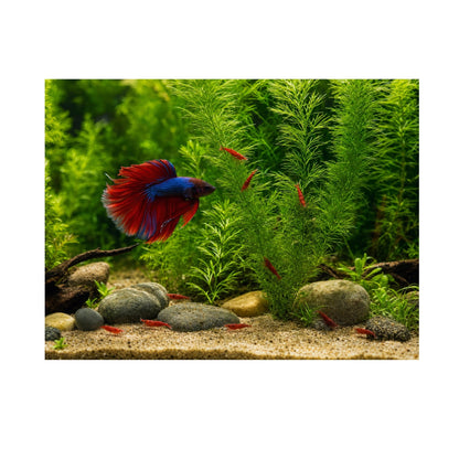 Hornwort (Ceratophyllum demersum) – Fast Growing Algae Fighter