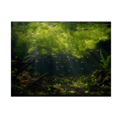 Hornwort (Ceratophyllum demersum) – Fast Growing Algae Fighter
