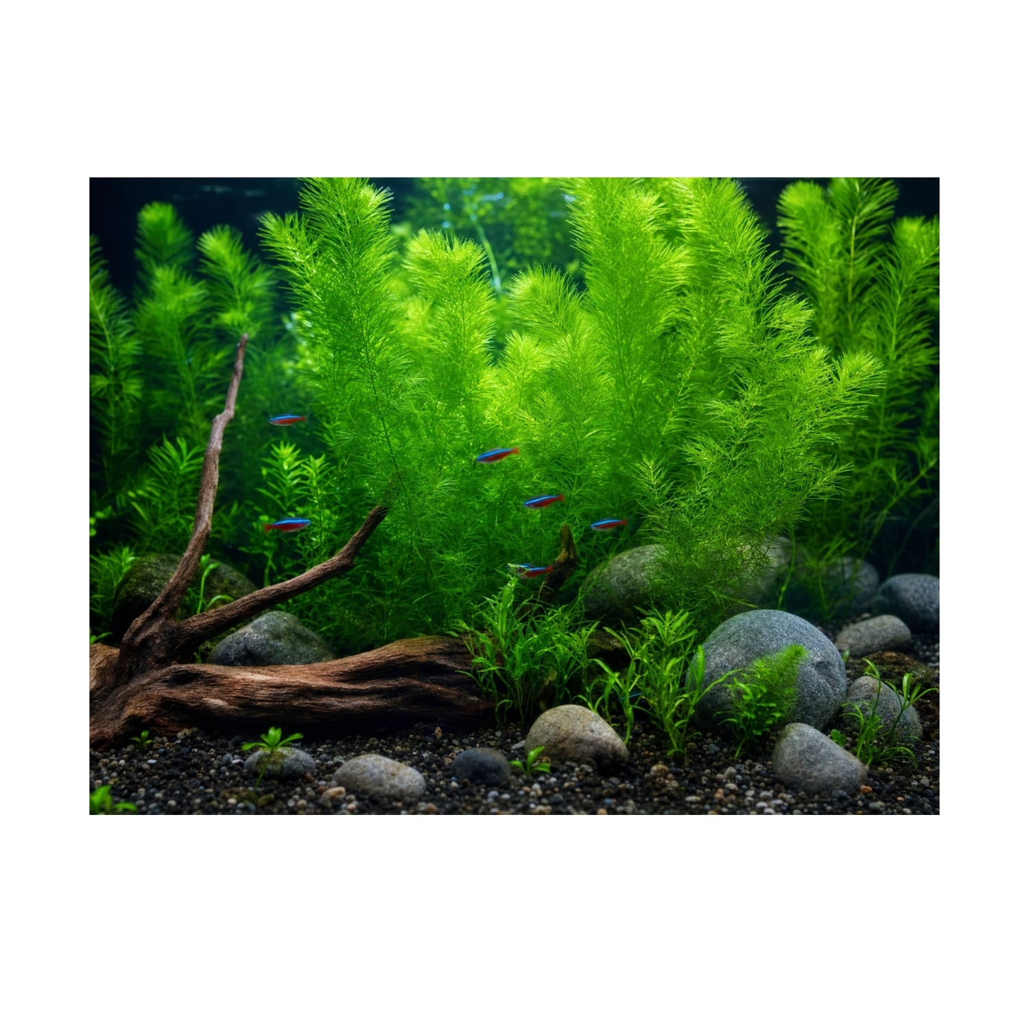 Hornwort (Ceratophyllum demersum) – Fast Growing Algae Fighter