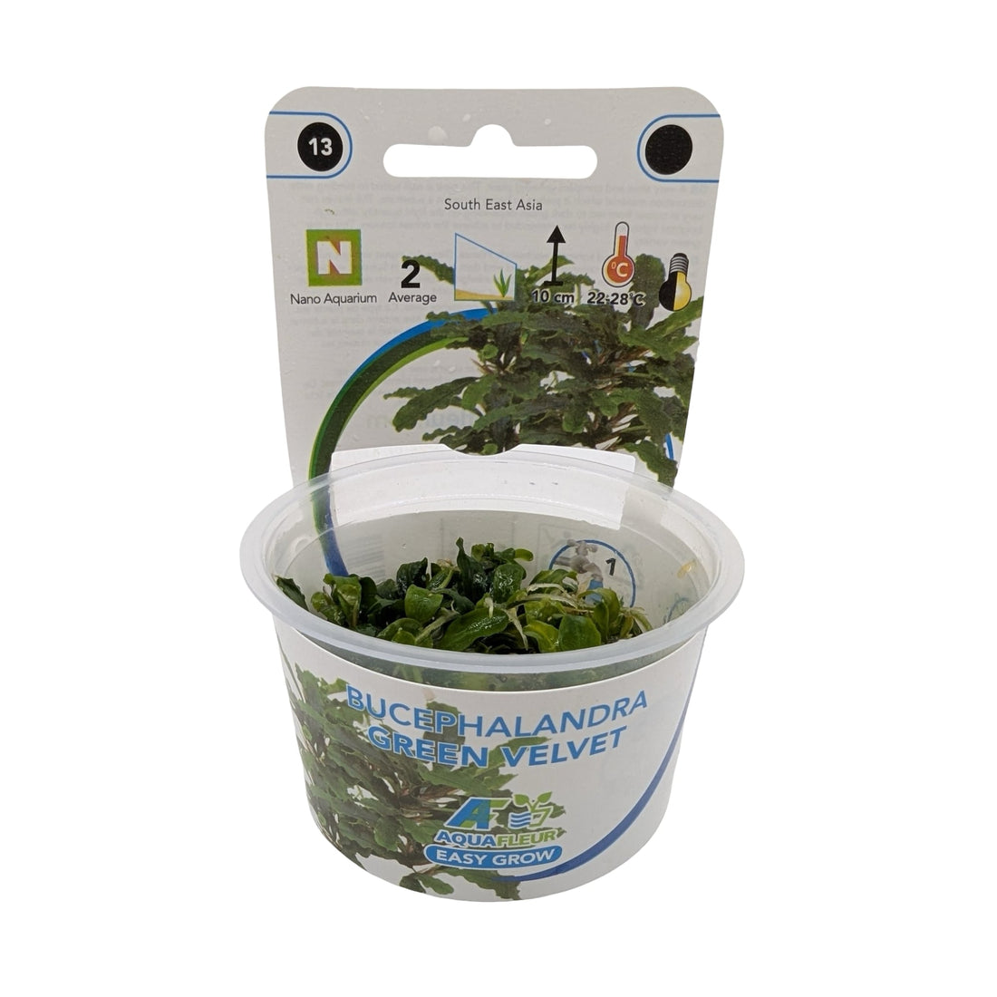 Easy Grow Bucephalandra Green Velvet