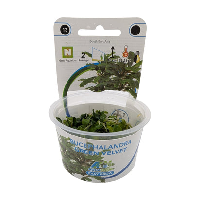 Easy Grow Bucephalandra Green Velvet