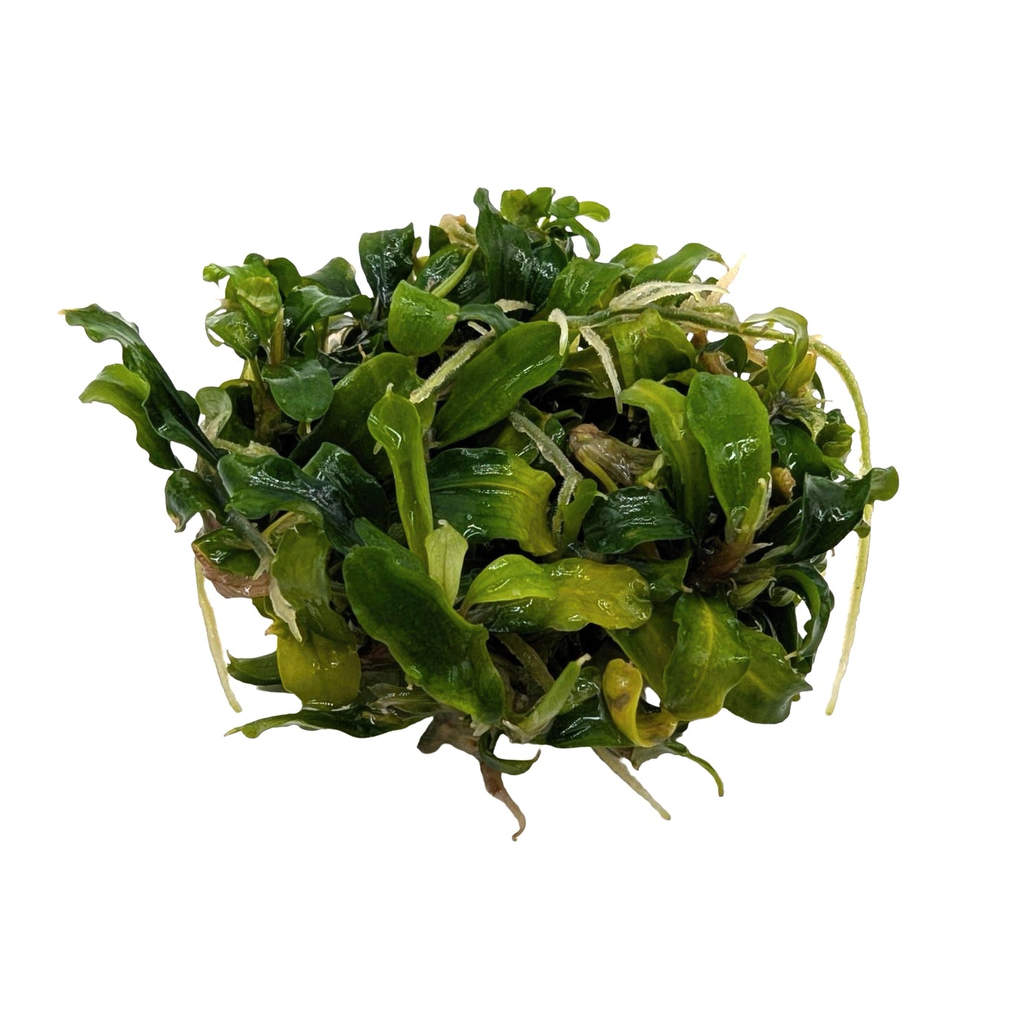 Easy Grow Bucephalandra Green Velvet