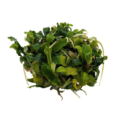 Easy Grow Bucephalandra Green Velvet