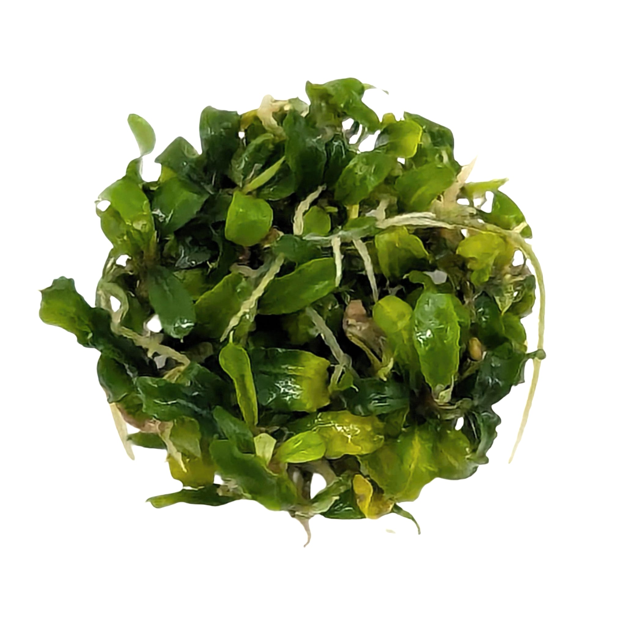 Easy Grow Bucephalandra Green Velvet