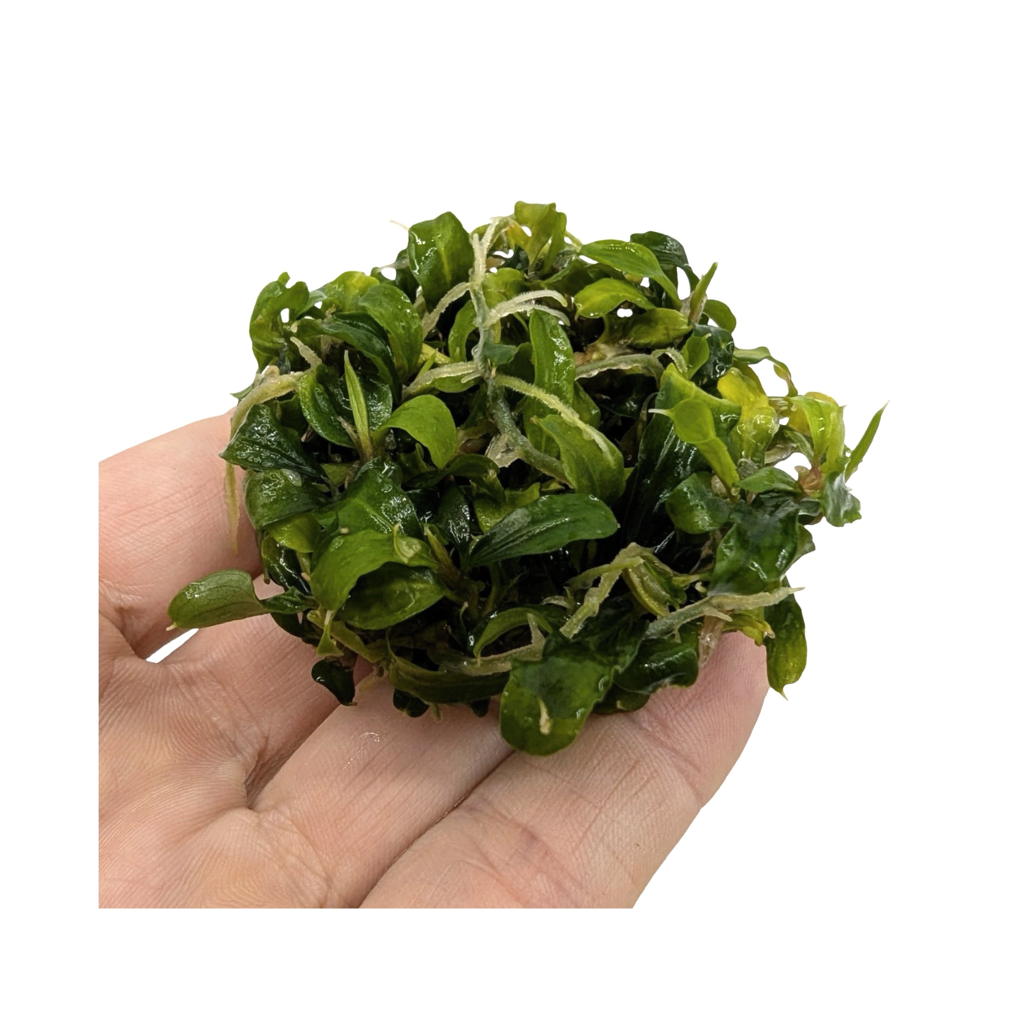 Easy Grow Bucephalandra Green Velvet