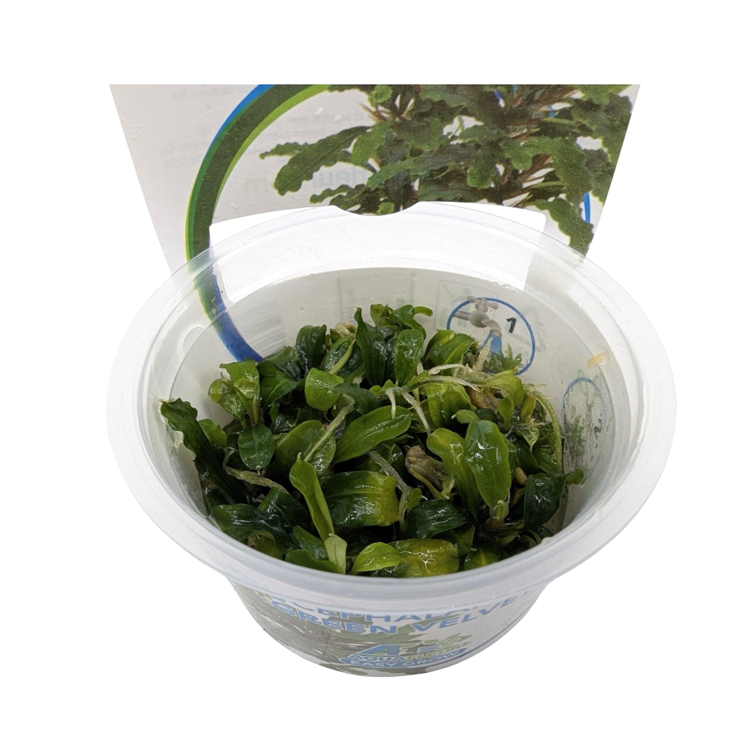 Easy Grow Bucephalandra Green Velvet