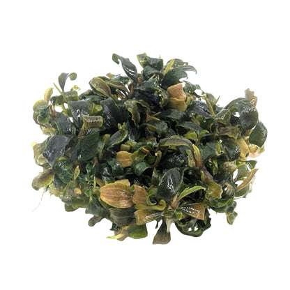 Easy Grow Bucephalandra biblis