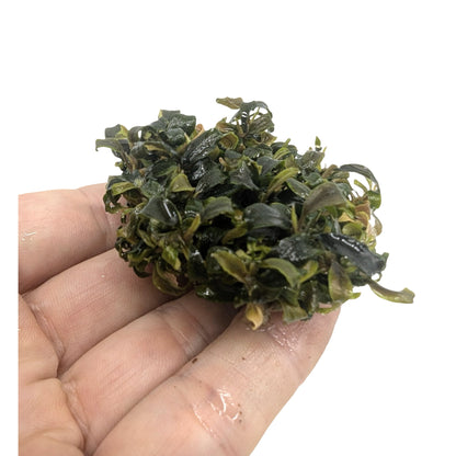 Easy Grow Bucephalandra biblis