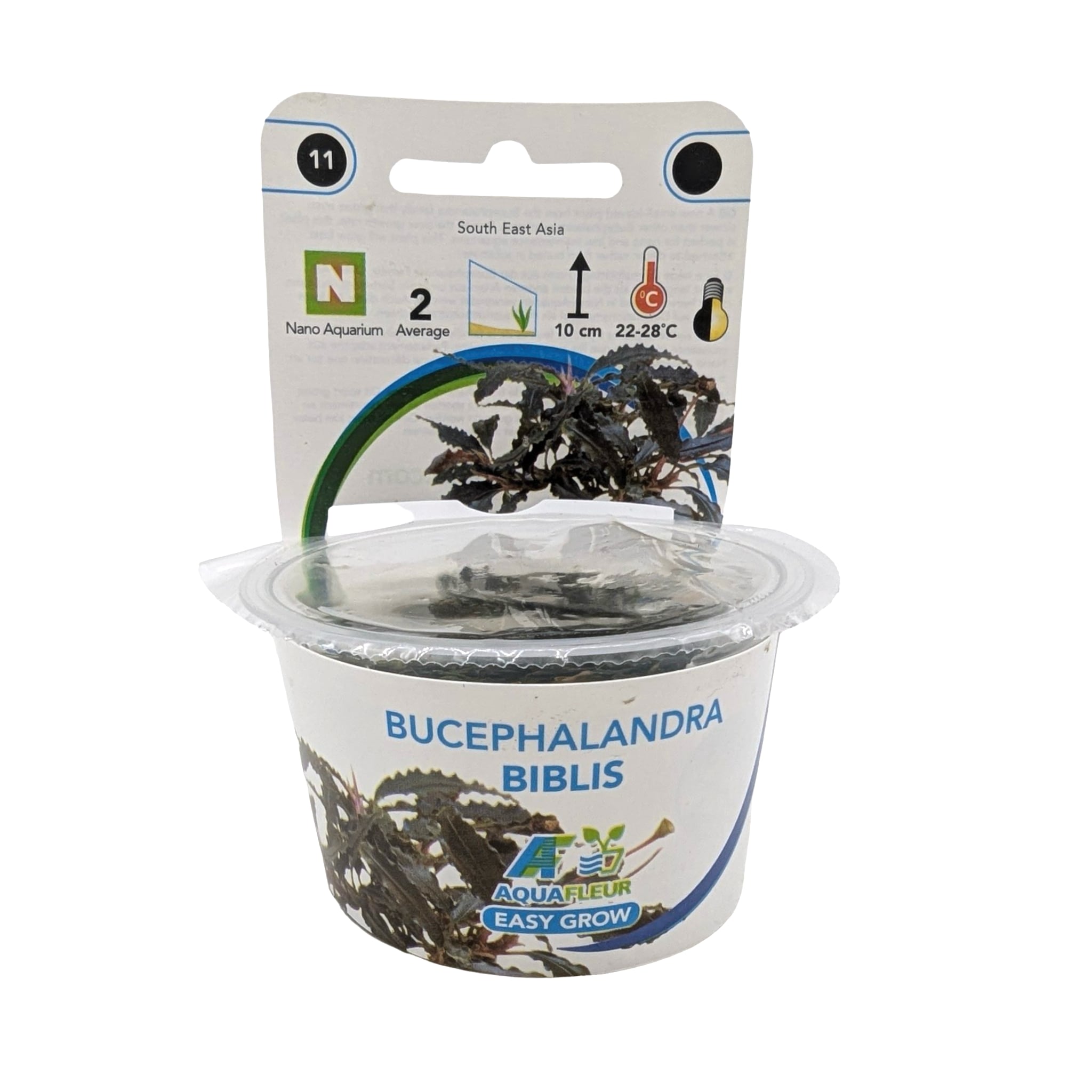 Easy Grow Bucephalandra biblis