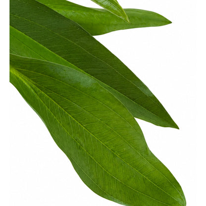Echinodorus argentinensis
