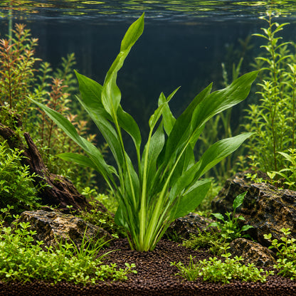 Echinodorus argentinensis