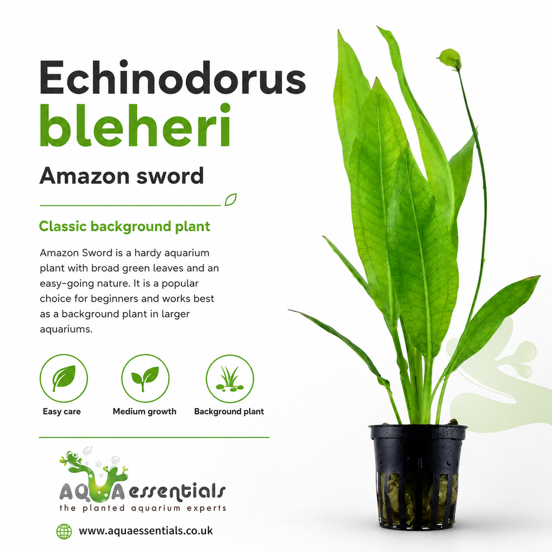 Echinodorus bleheri - Amazon Sword