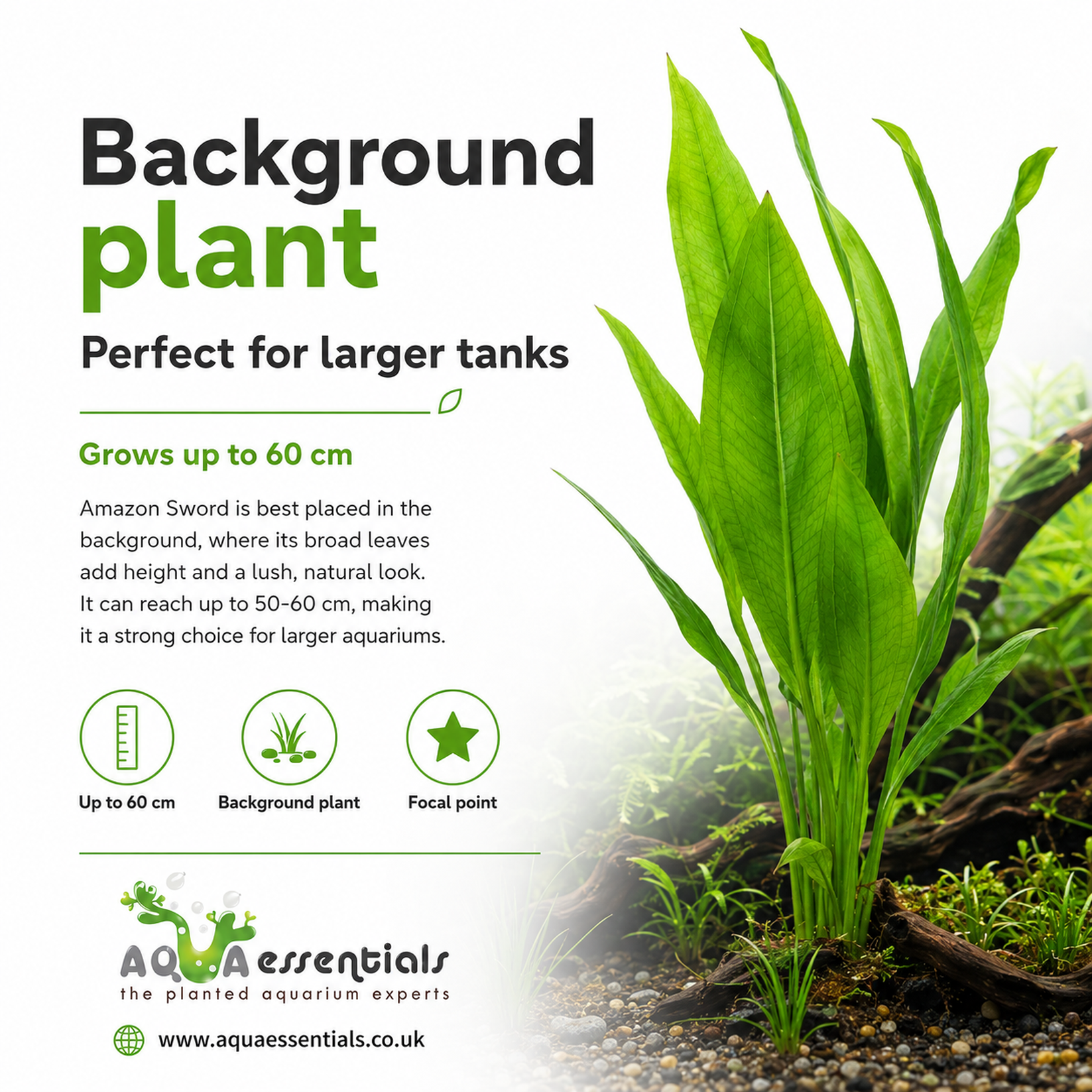 Echinodorus bleheri - Amazon Sword