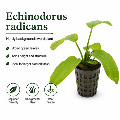 Echinodorus radicans