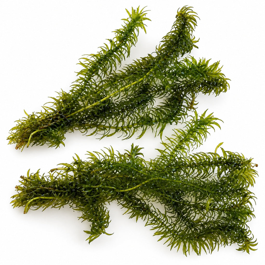 Egeria najas - 2 Bunches