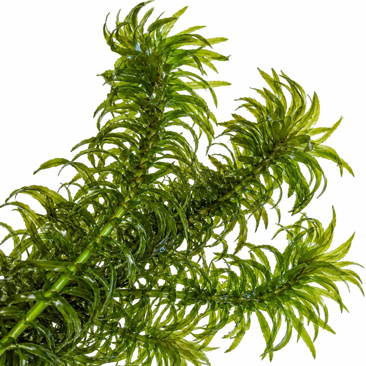 Egeria najas - 2 Bunches