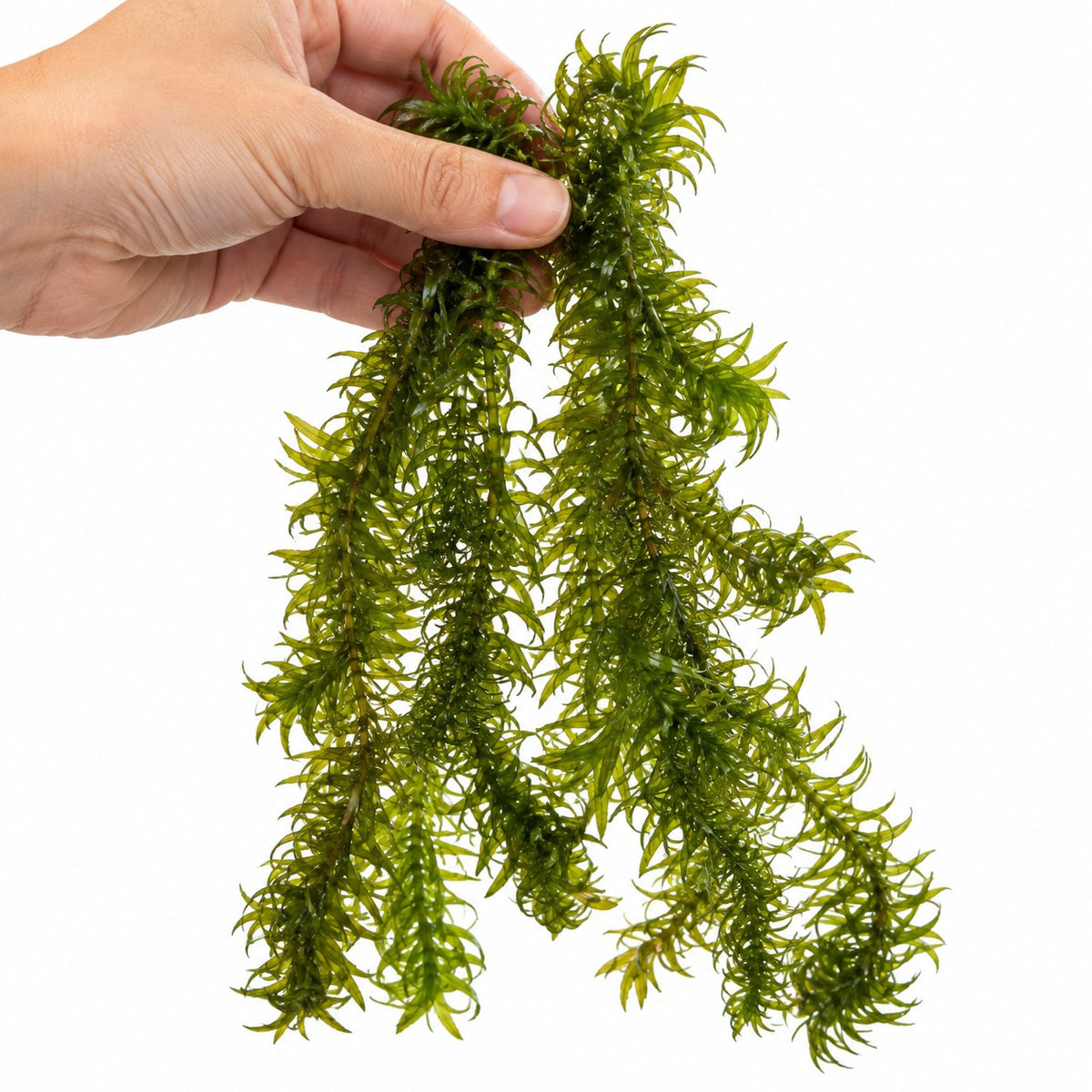 Egeria najas - 2 Bunches