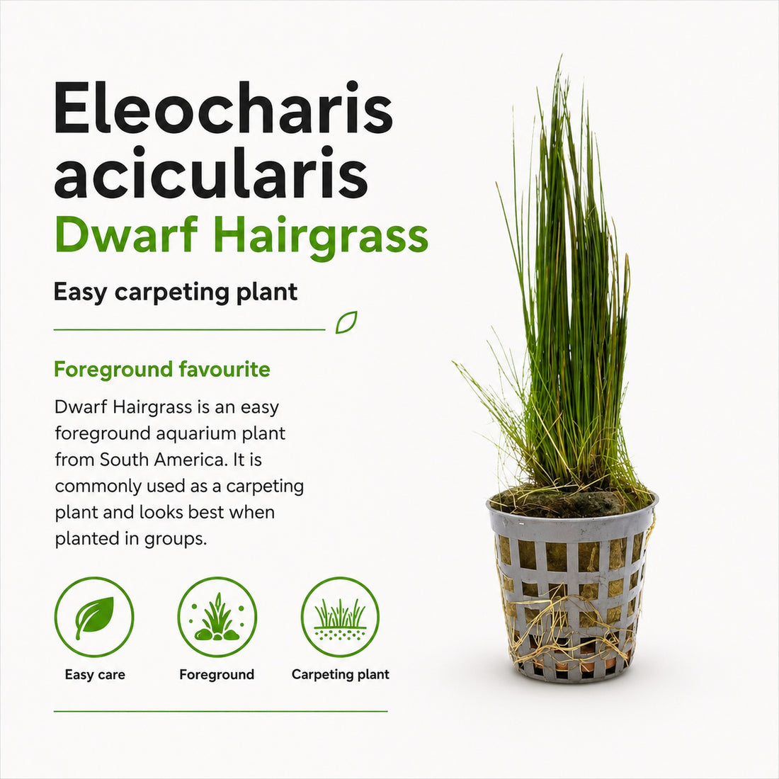 Potted Dwarf Hairgrass with plant care information on a white background