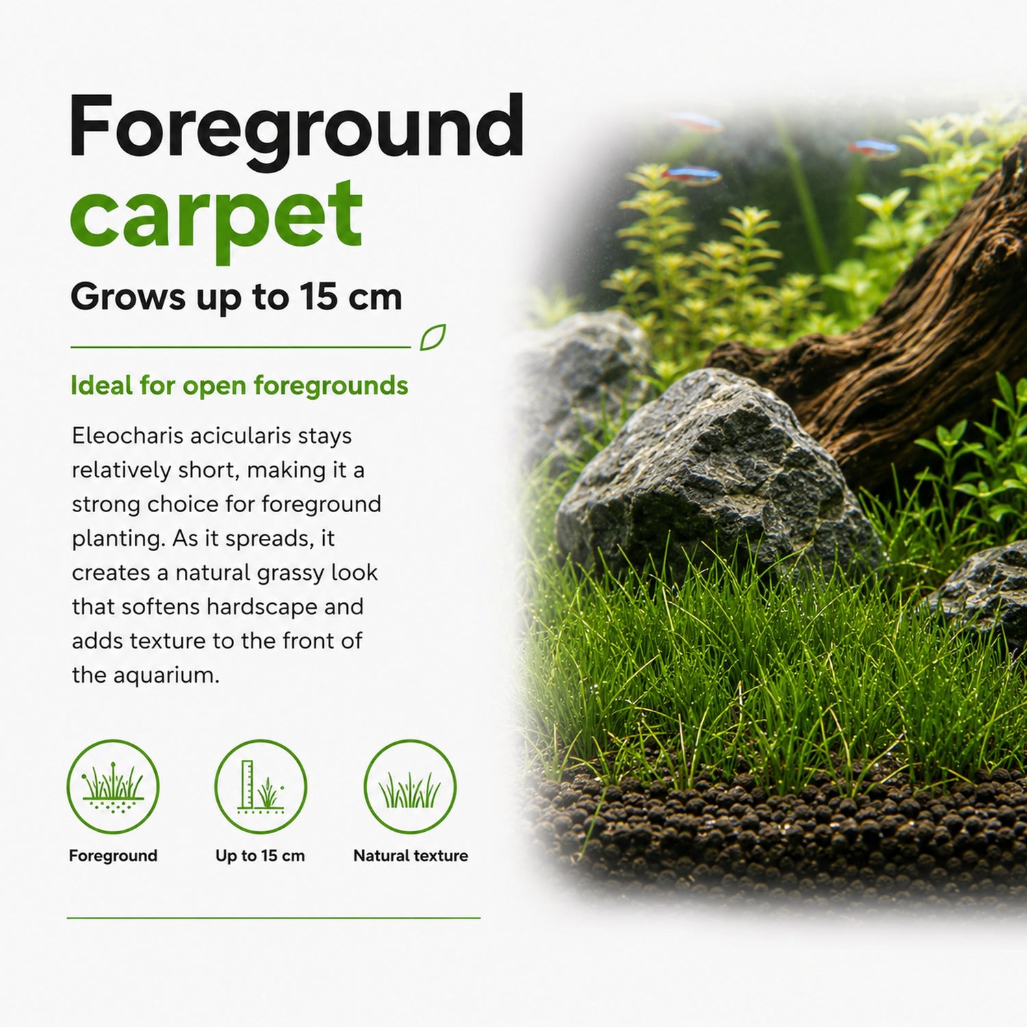 Aquarium setup with grassy foreground and text about Eleocharis acicularis