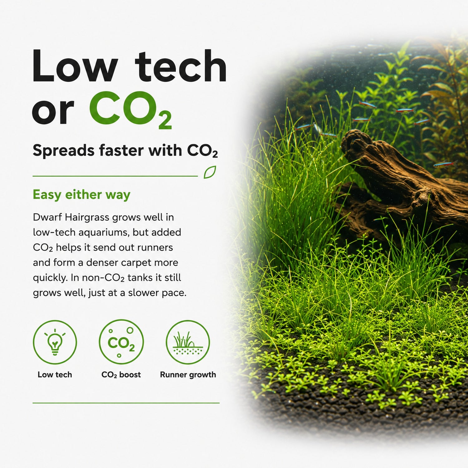 Aquarium with dwarf hairgrass and text about CO2 and low-tech aquariums.