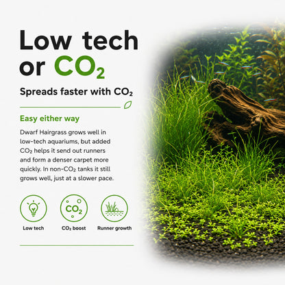 Aquarium with dwarf hairgrass and text about CO2 and low-tech aquariums.