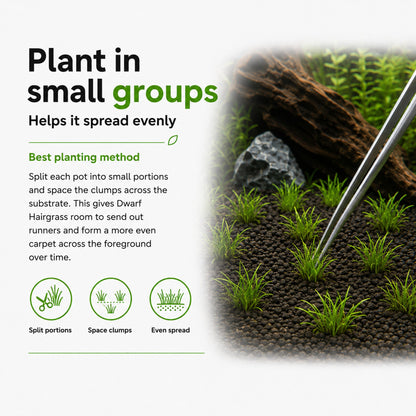 Instructions on planting dwarf hairgrass in small groups with a close-up of grass being planted.