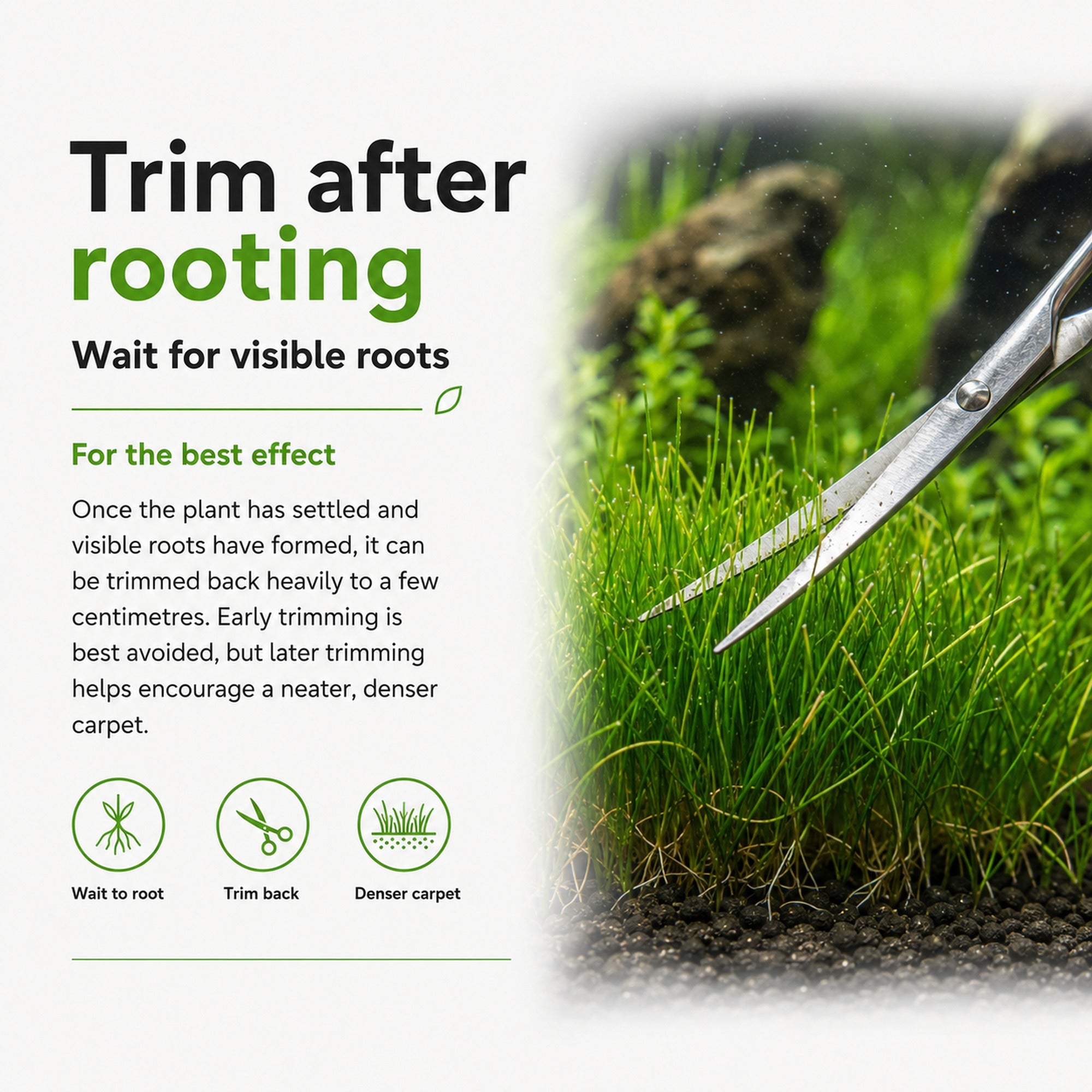 Scissors trimming grass with text on plant care instructions.