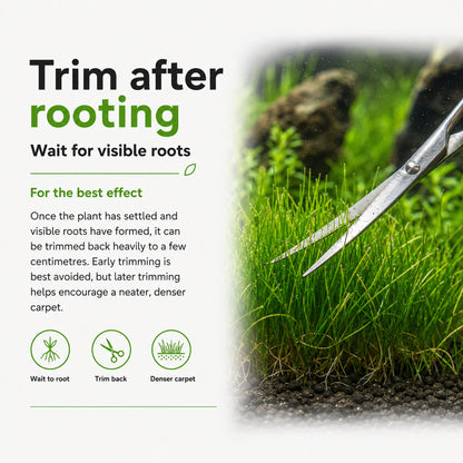 Scissors trimming grass with text on plant care instructions.