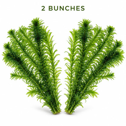 Elodea densa Aquarium Plant Bunches