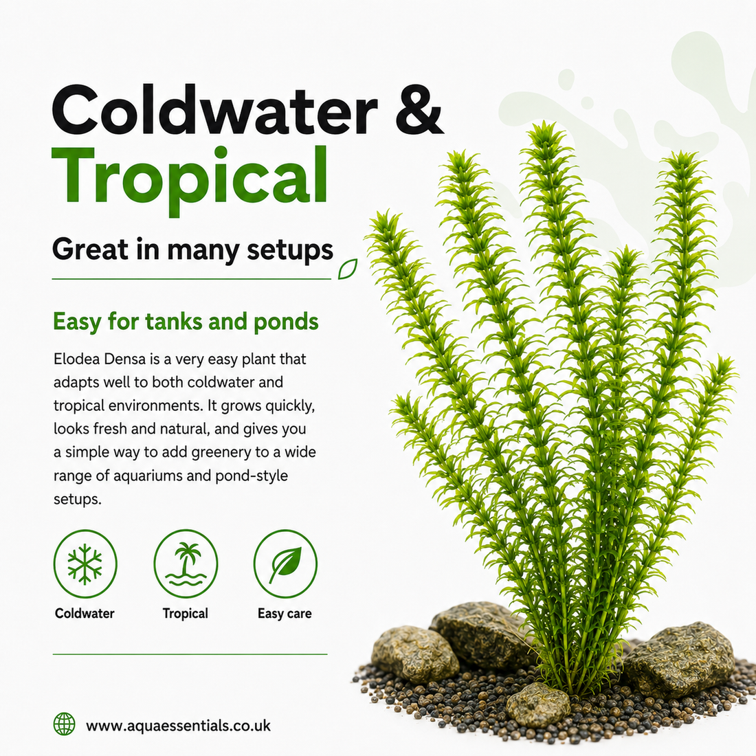 Aquatic plant with text about coldwater and tropical plants on a white background
