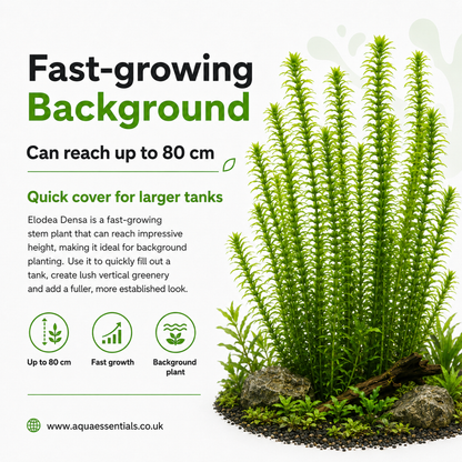 Elodea Densa (2 Bunches) | Oxygenating Pond &amp; Aquarium Plant