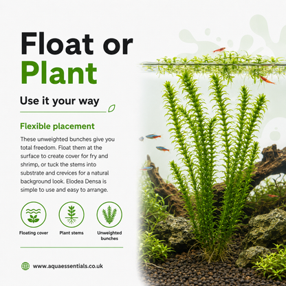 Elodea Densa (2 Bunches) | Oxygenating Pond &amp; Aquarium Plant