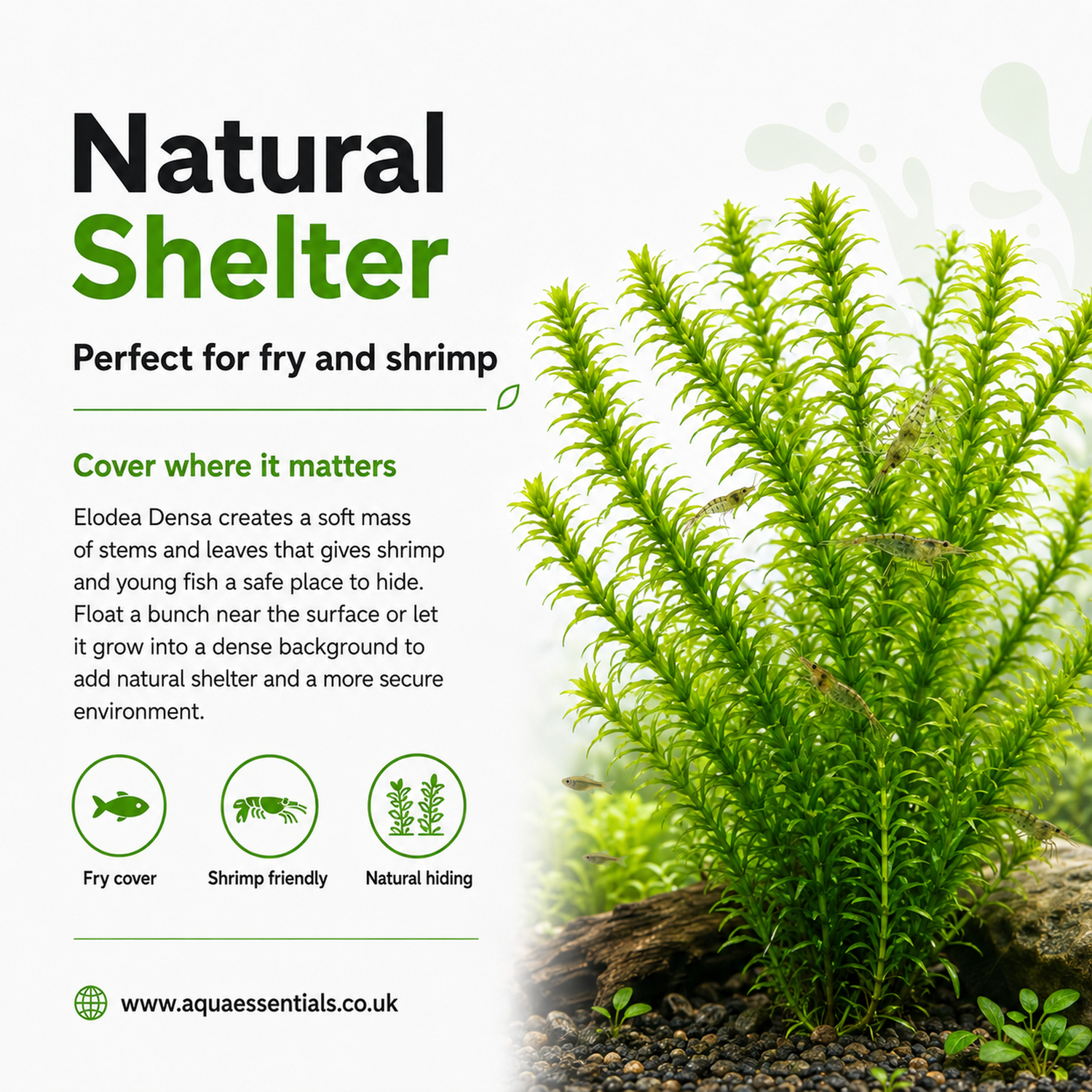 Aquatic plant with text about natural shelter for fry and shrimp, featuring the brand Aqua Essentials.