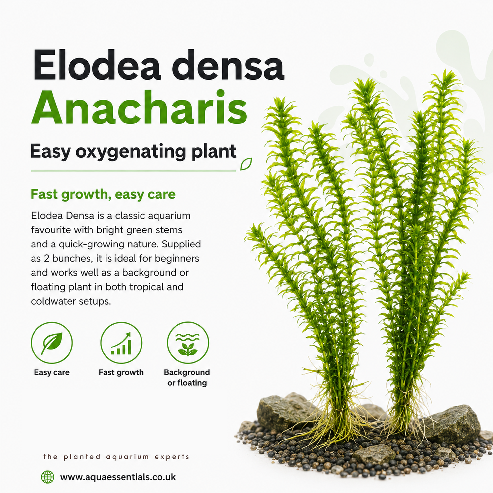Elodea Densa (2 Bunches) | Oxygenating Pond &amp; Aquarium Plant