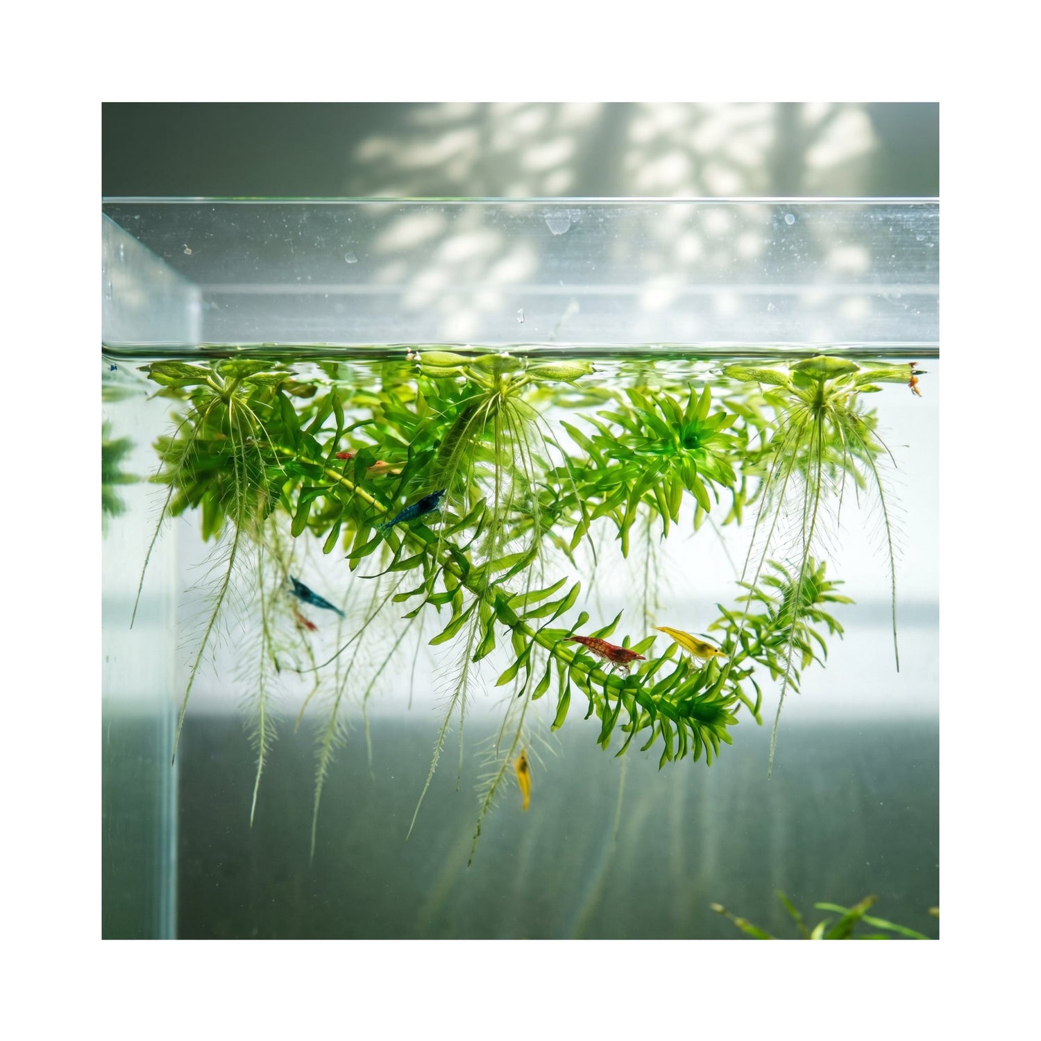 Elodea Densa (2 Bunches)