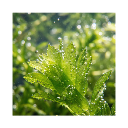 Elodea Densa (2 Bunches) | Oxygenating Pond &amp; Aquarium Plant