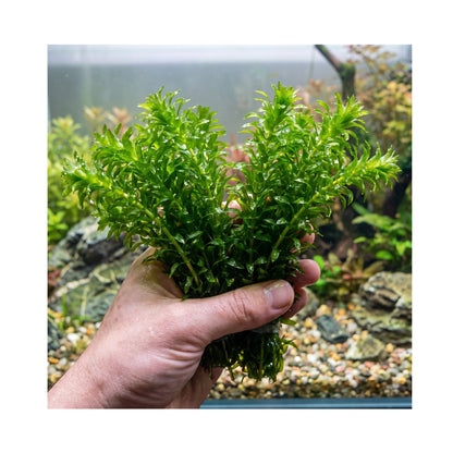 Elodea Densa (2 Bunches) | Oxygenating Pond &amp; Aquarium Plant