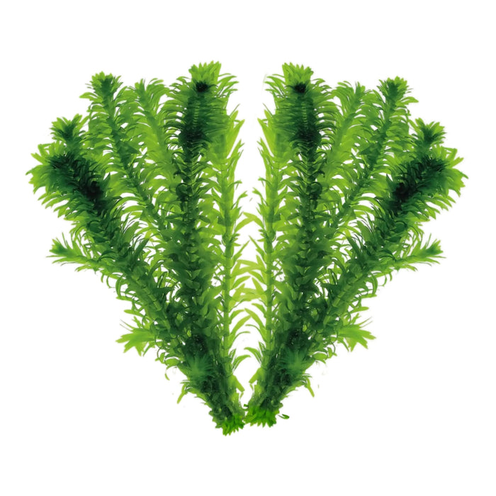 Elodea Densa (2 Bunches) | Oxygenating Pond & Aquarium Plant