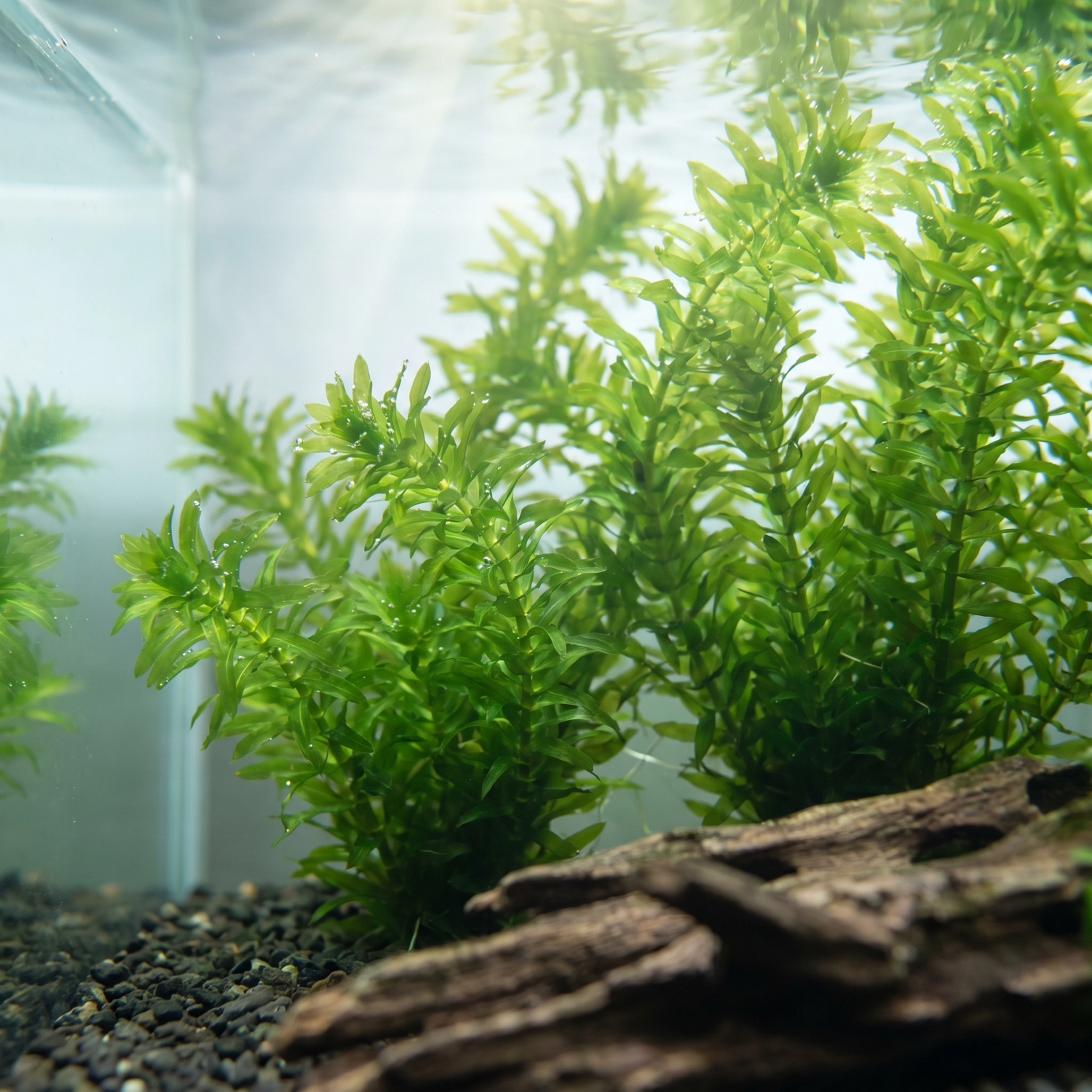 Elodea Densa (2 Bunches) | Oxygenating Pond &amp; Aquarium Plant
