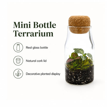 Fittonia Closed Bottle Terrarium