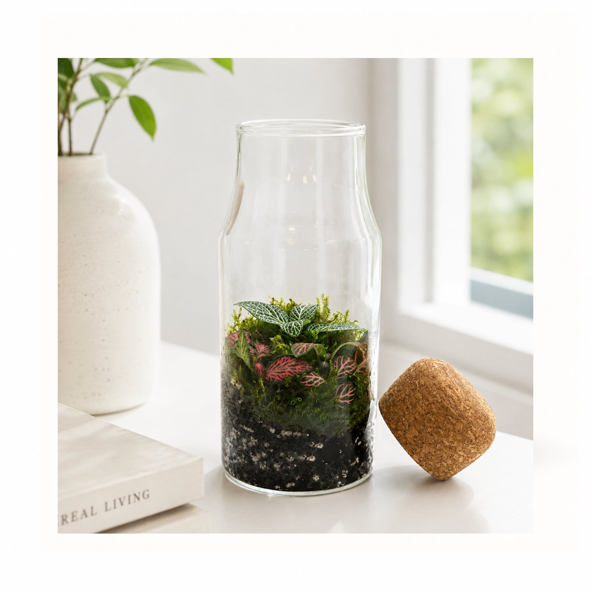 Fittonia Closed Bottle Terrarium