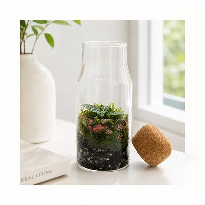 Fittonia Closed Bottle Terrarium
