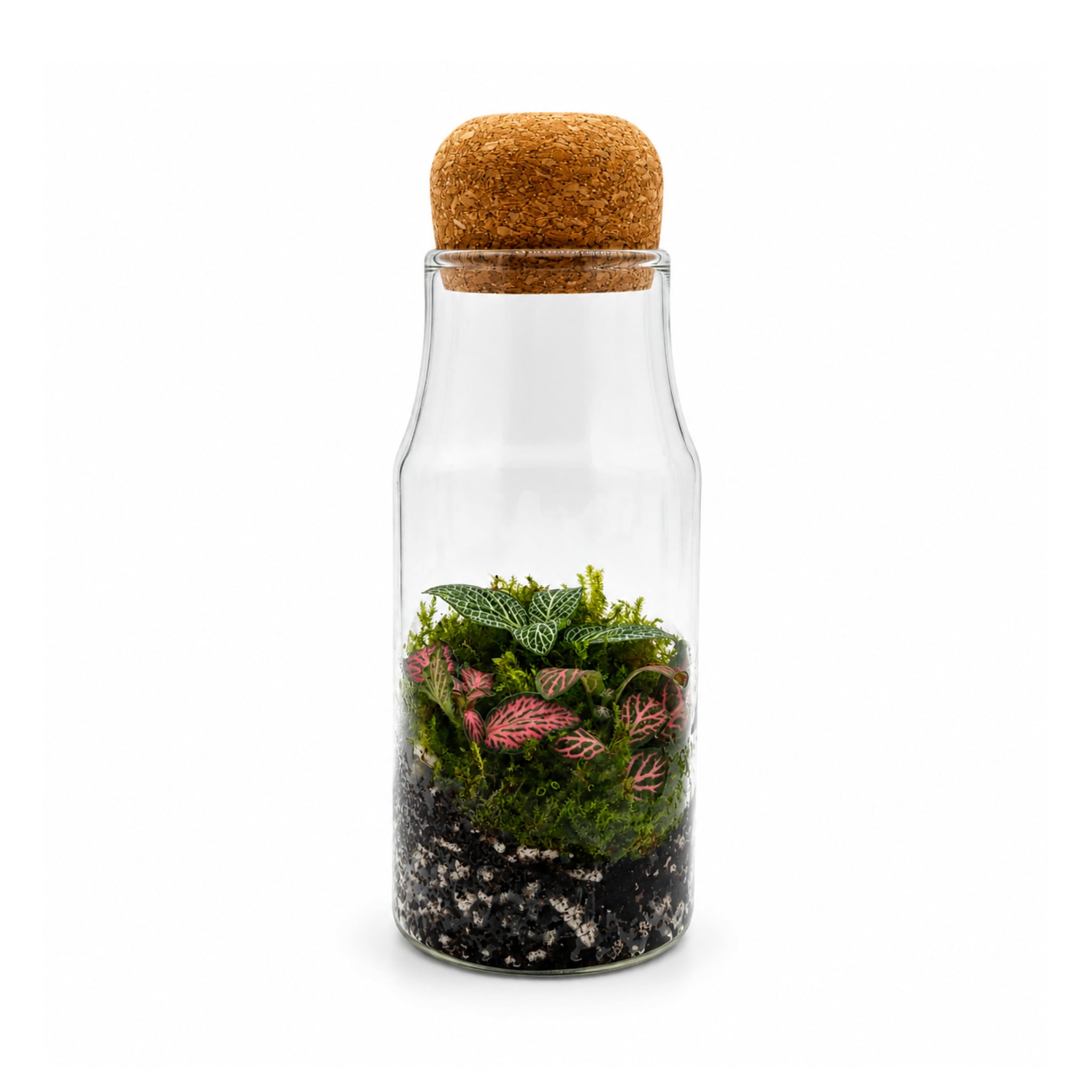 Fittonia Closed Bottle Terrarium