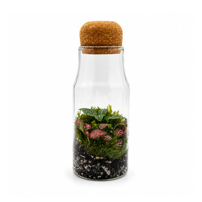 Fittonia Closed Bottle Terrarium
