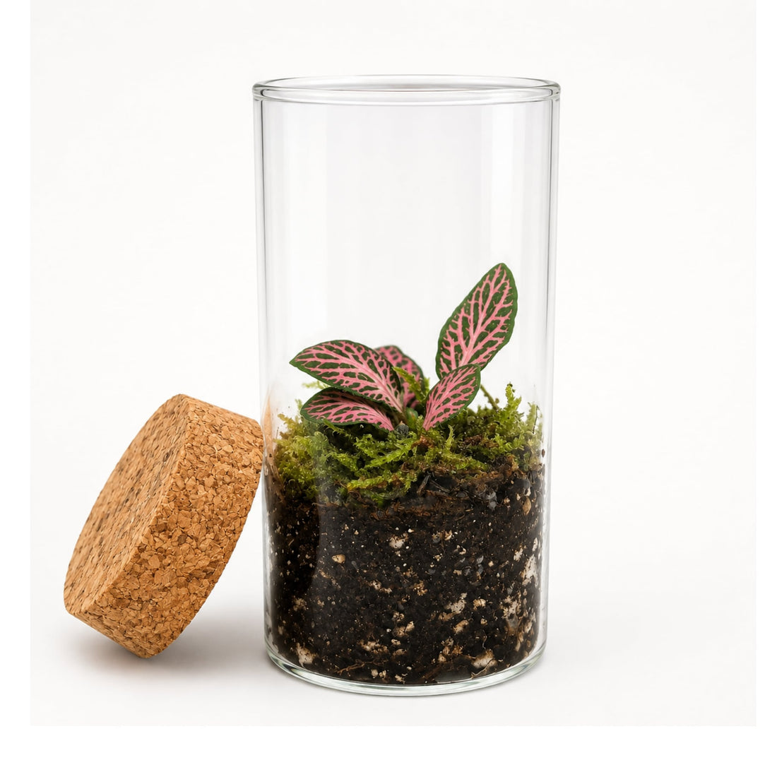 Fittonia Closed Bottle Terrarium