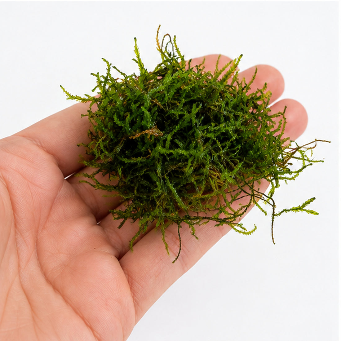 Flame Moss Portion - Upright Aquarium Moss