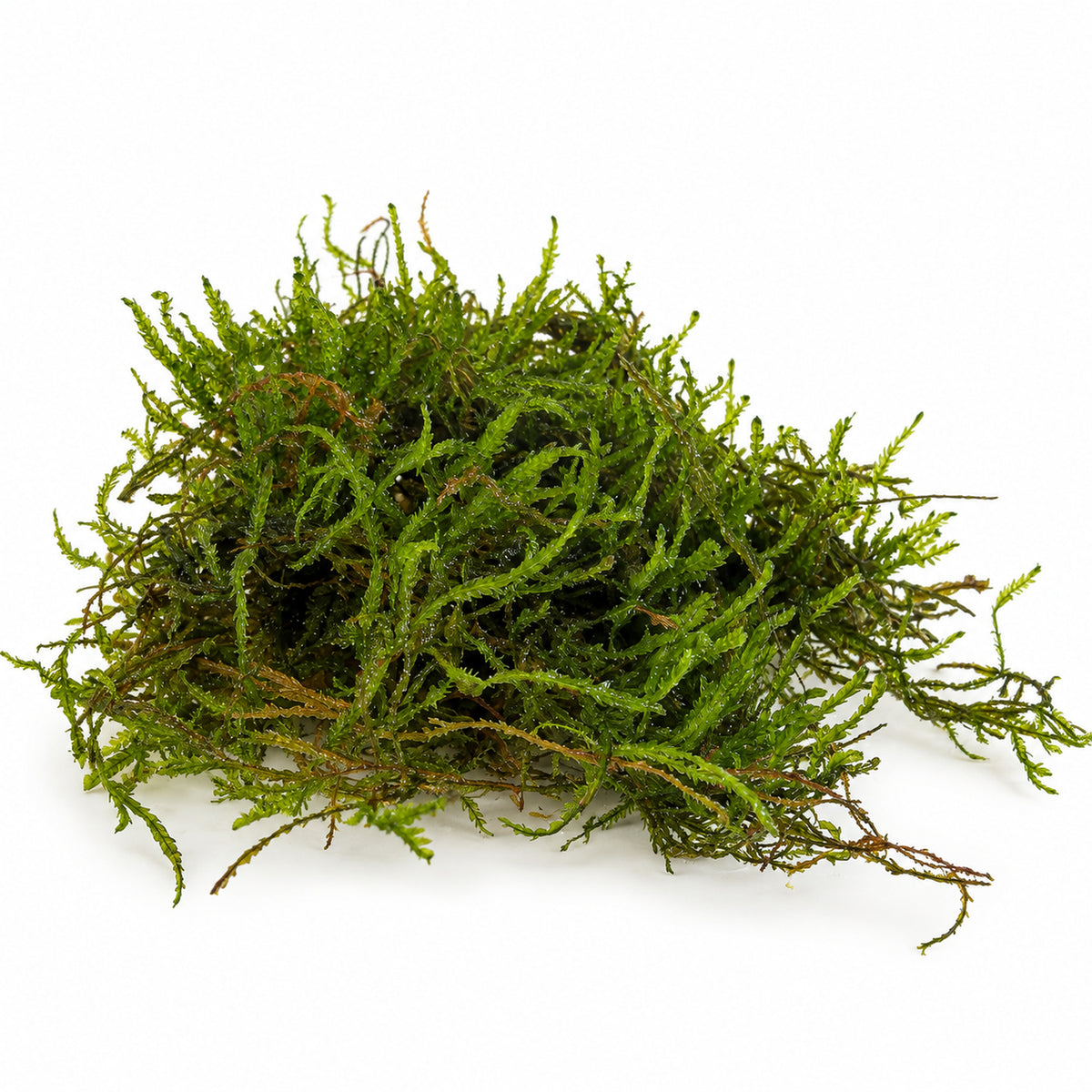 Flame Moss Portion - Upright Aquarium Moss