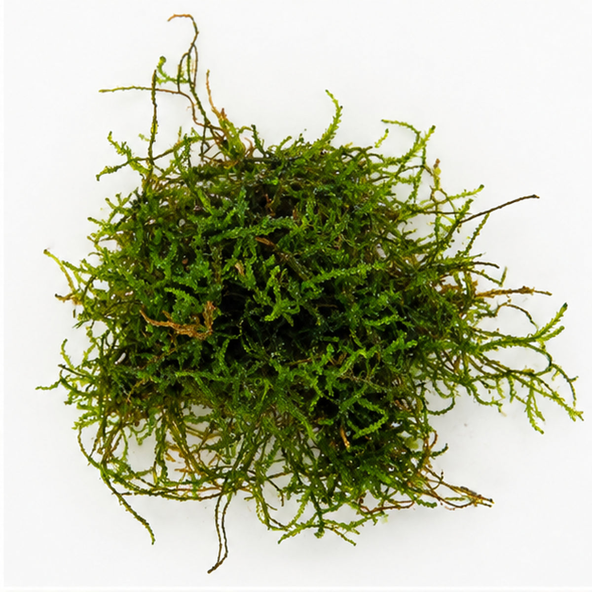 Flame Moss Portion - Upright Aquarium Moss