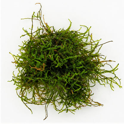 Flame Moss Portion - Upright Aquarium Moss